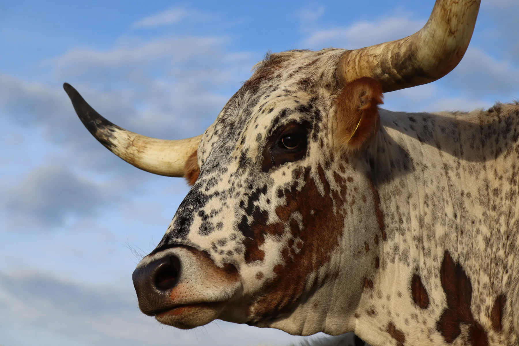 Texas Longhorn