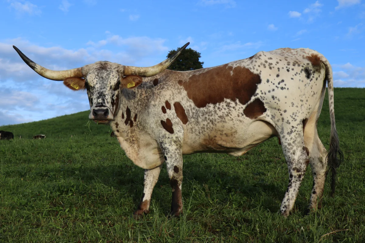Texas Longhorn