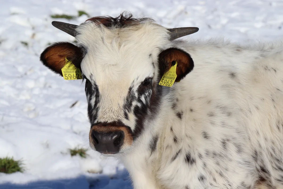 Texas Longhorn