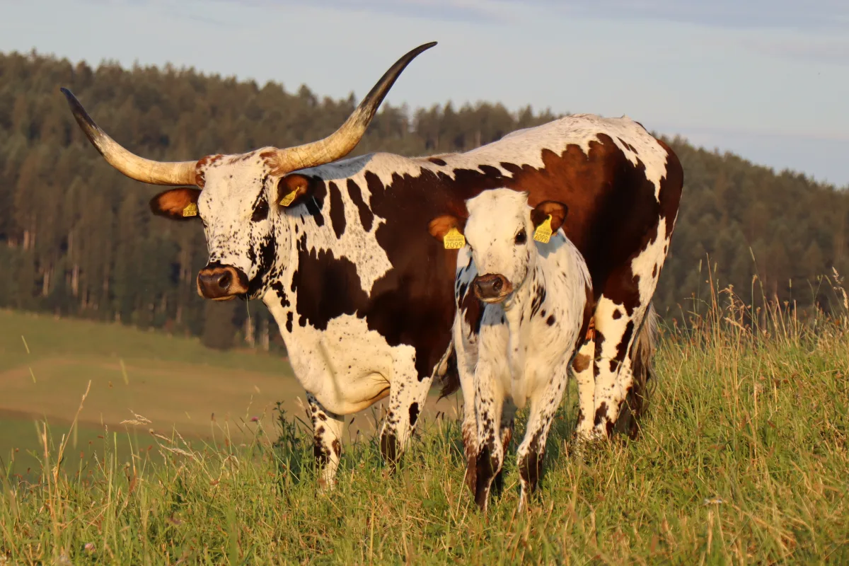 Texas Longhorn