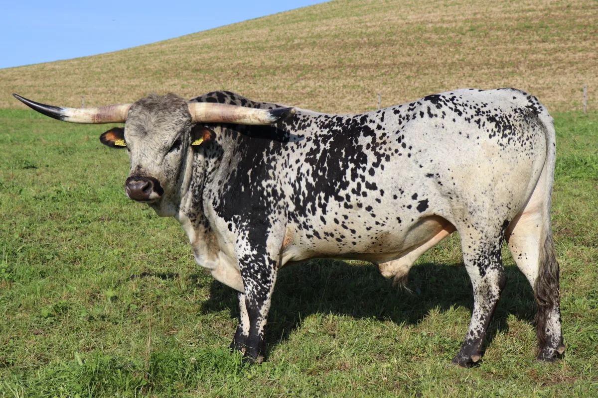 Texas Longhorn