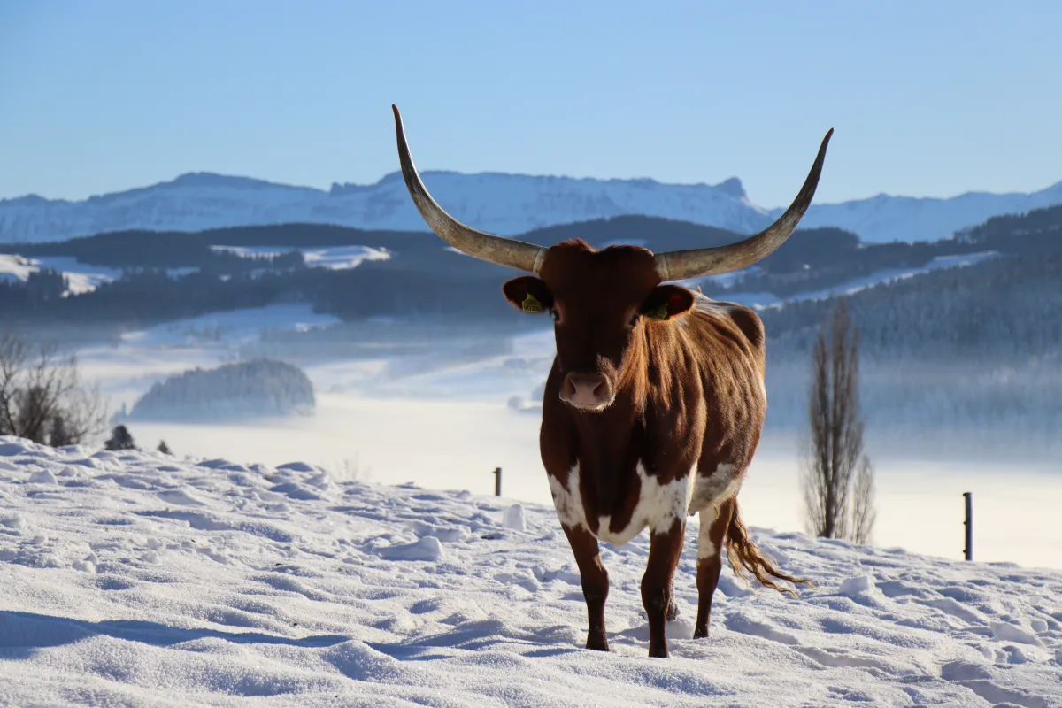 Texas Longhorn