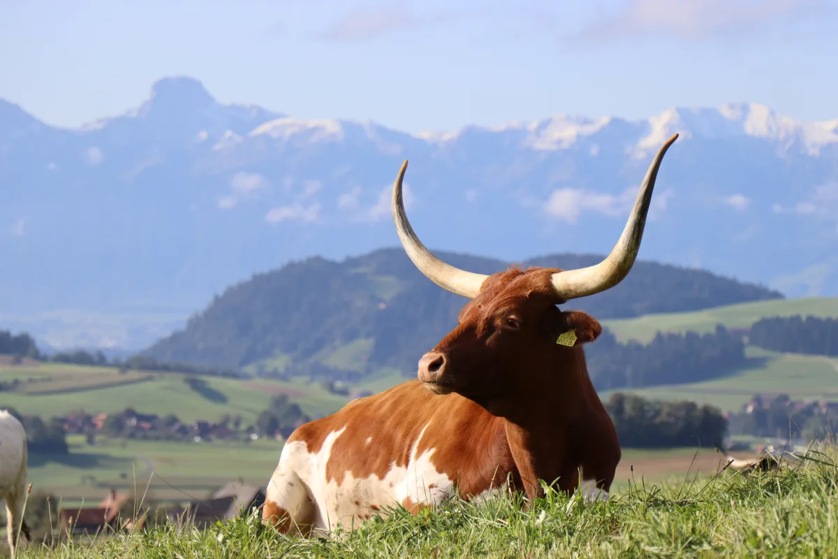 Texas Longhorn