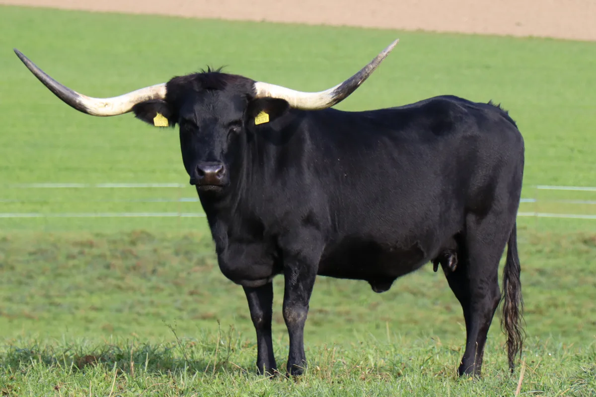 Texas Longhorn
