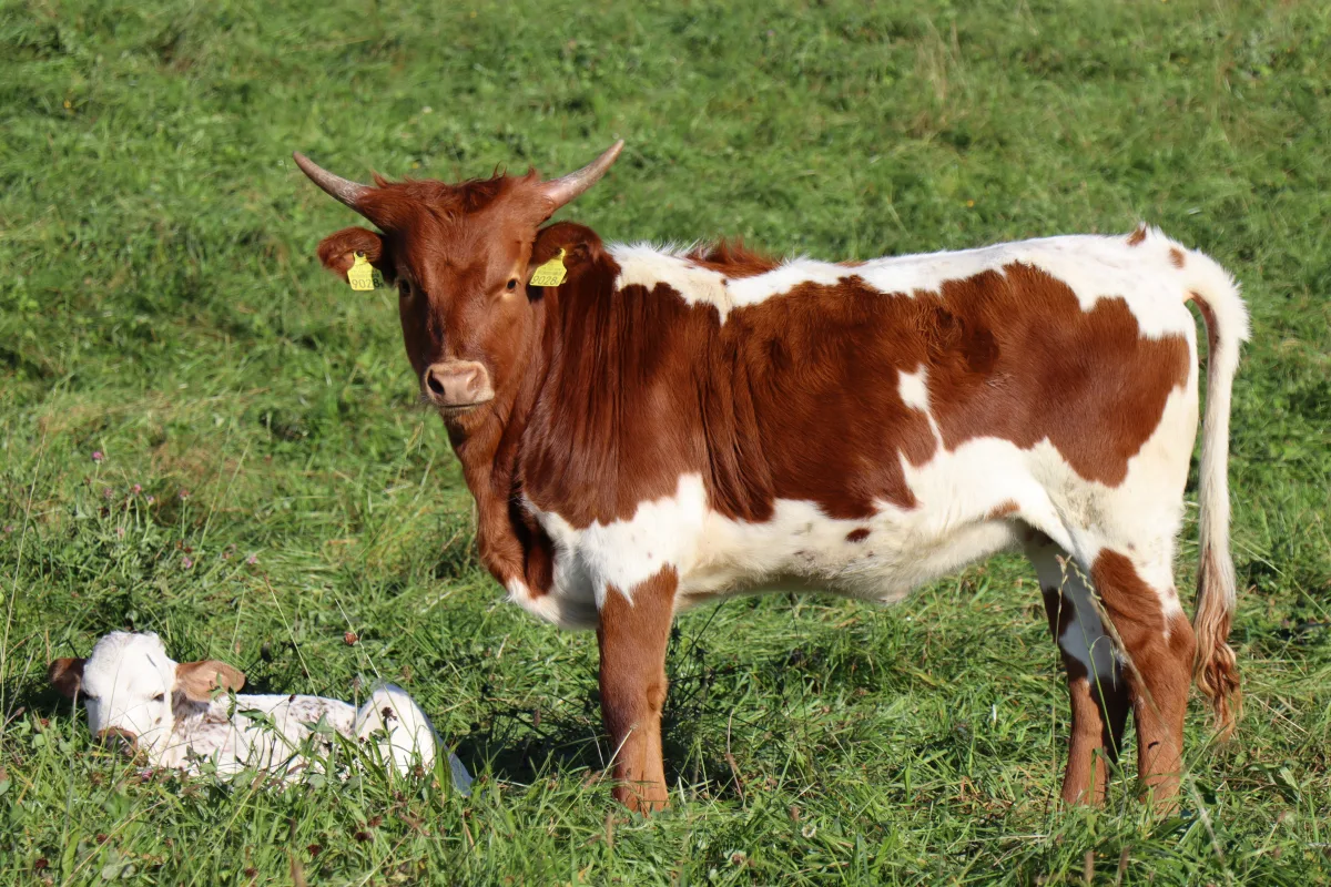 Texas Longhorn