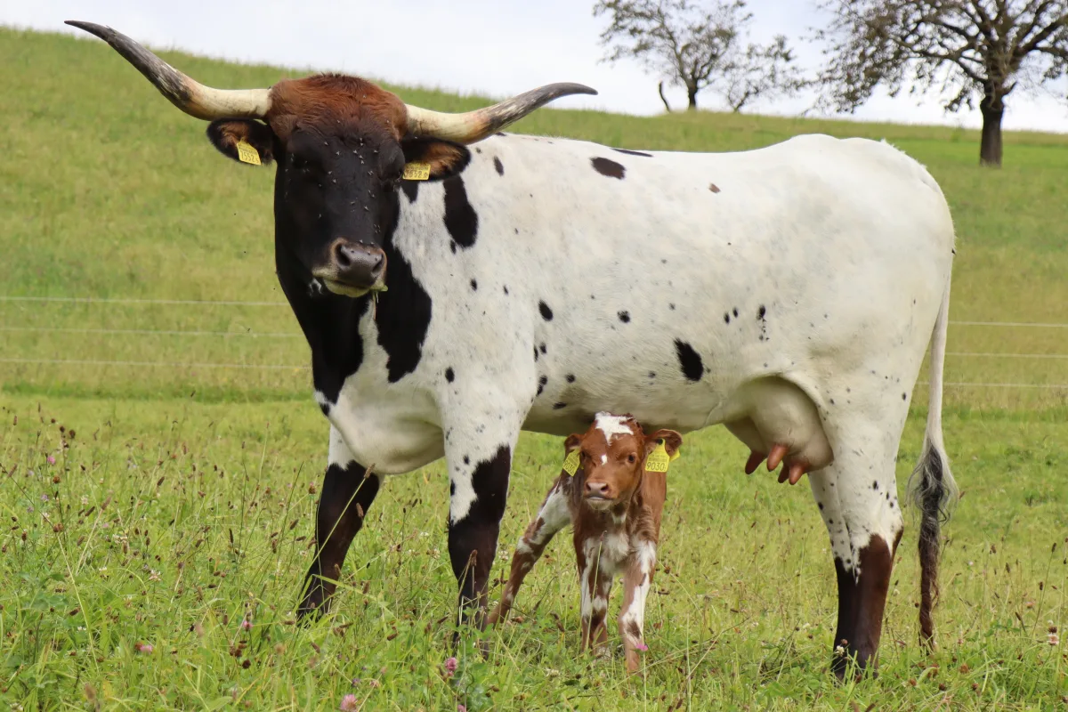 Texas Longhorn