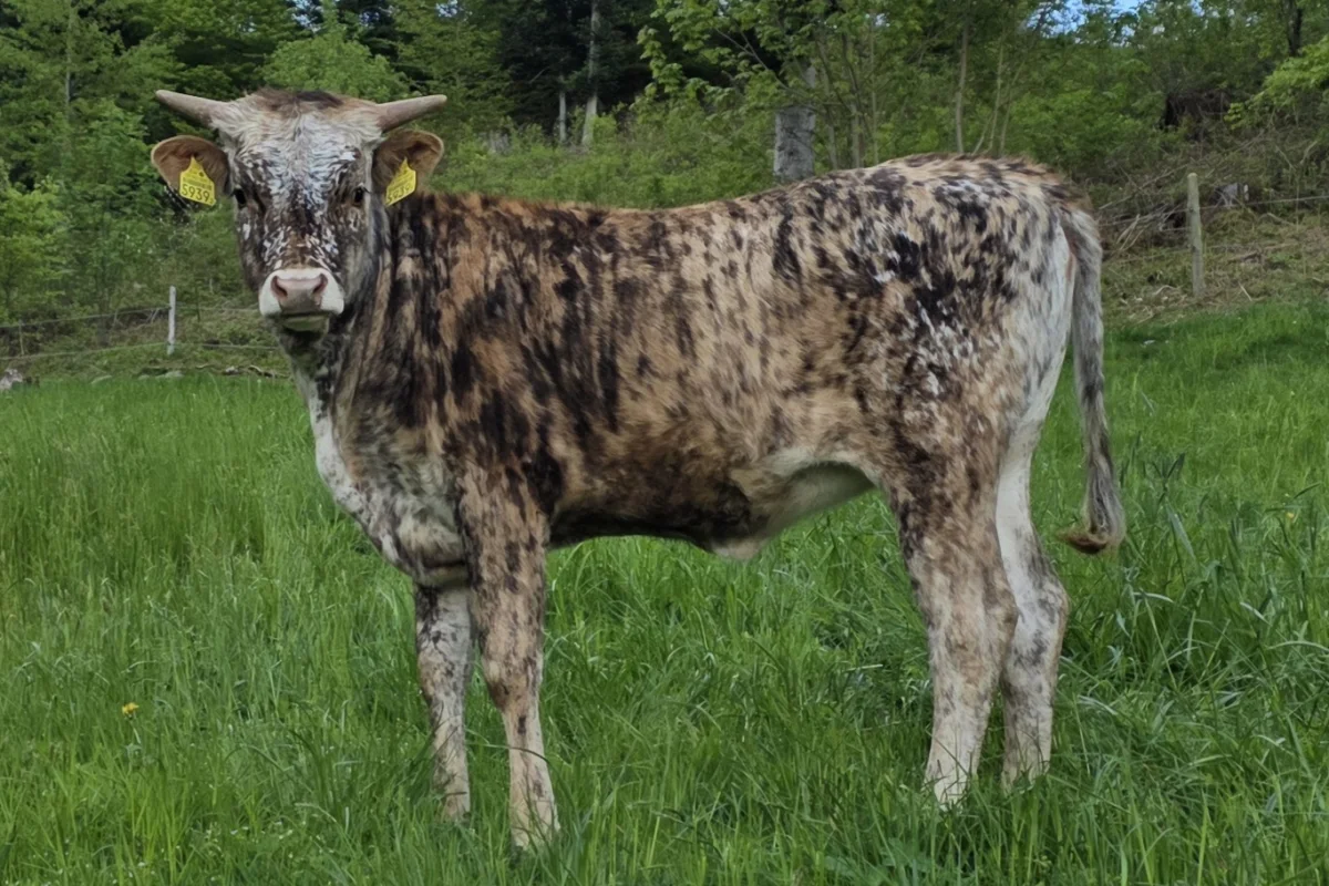 Texas Longhorn