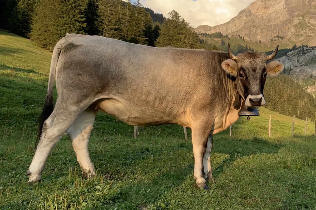 Tiroler Grauvieh