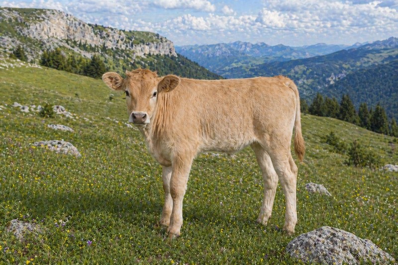 Photo Villard de Lans