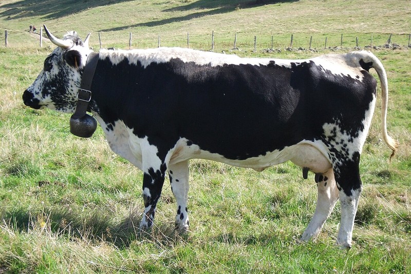 Vosgienne