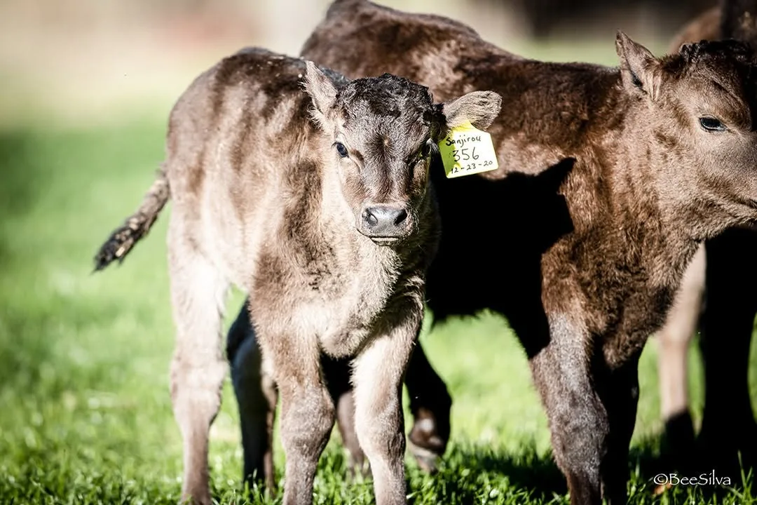 Wagyu