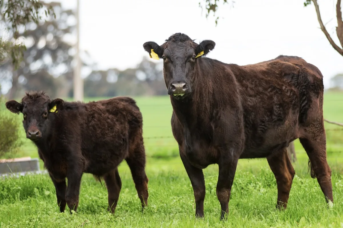 Wagyu