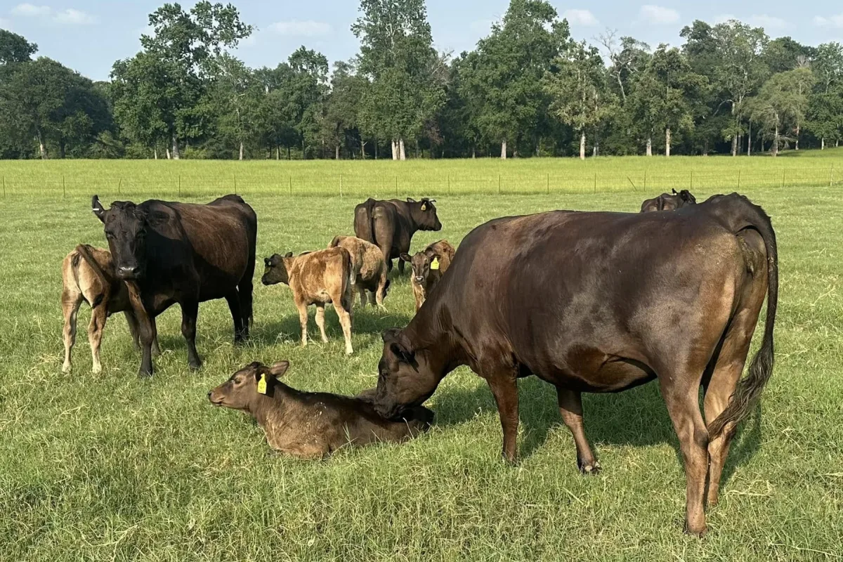 Wagyu