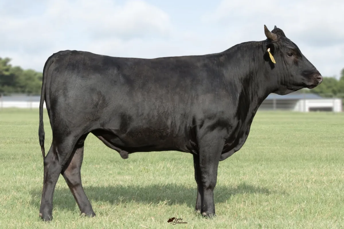 Wagyu