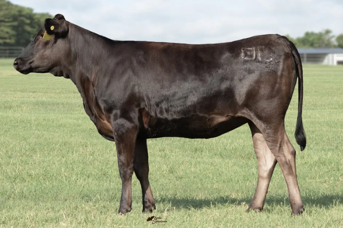 Wagyu