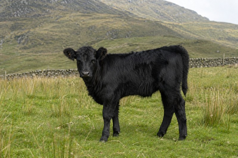 Photo Welsh Black