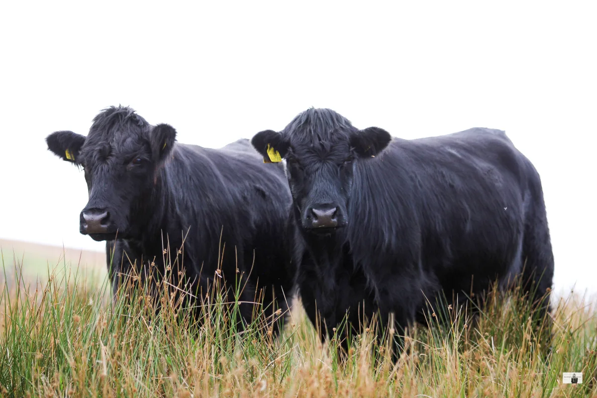 Welsh Black