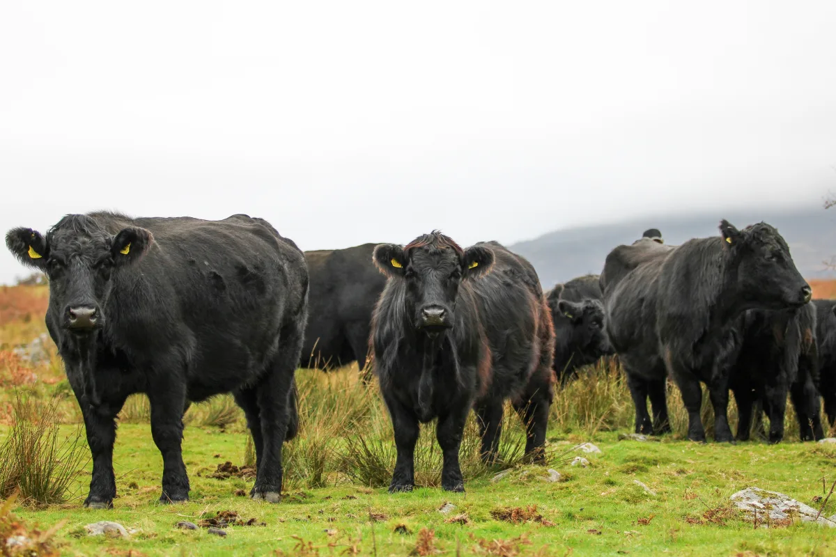 Welsh Black