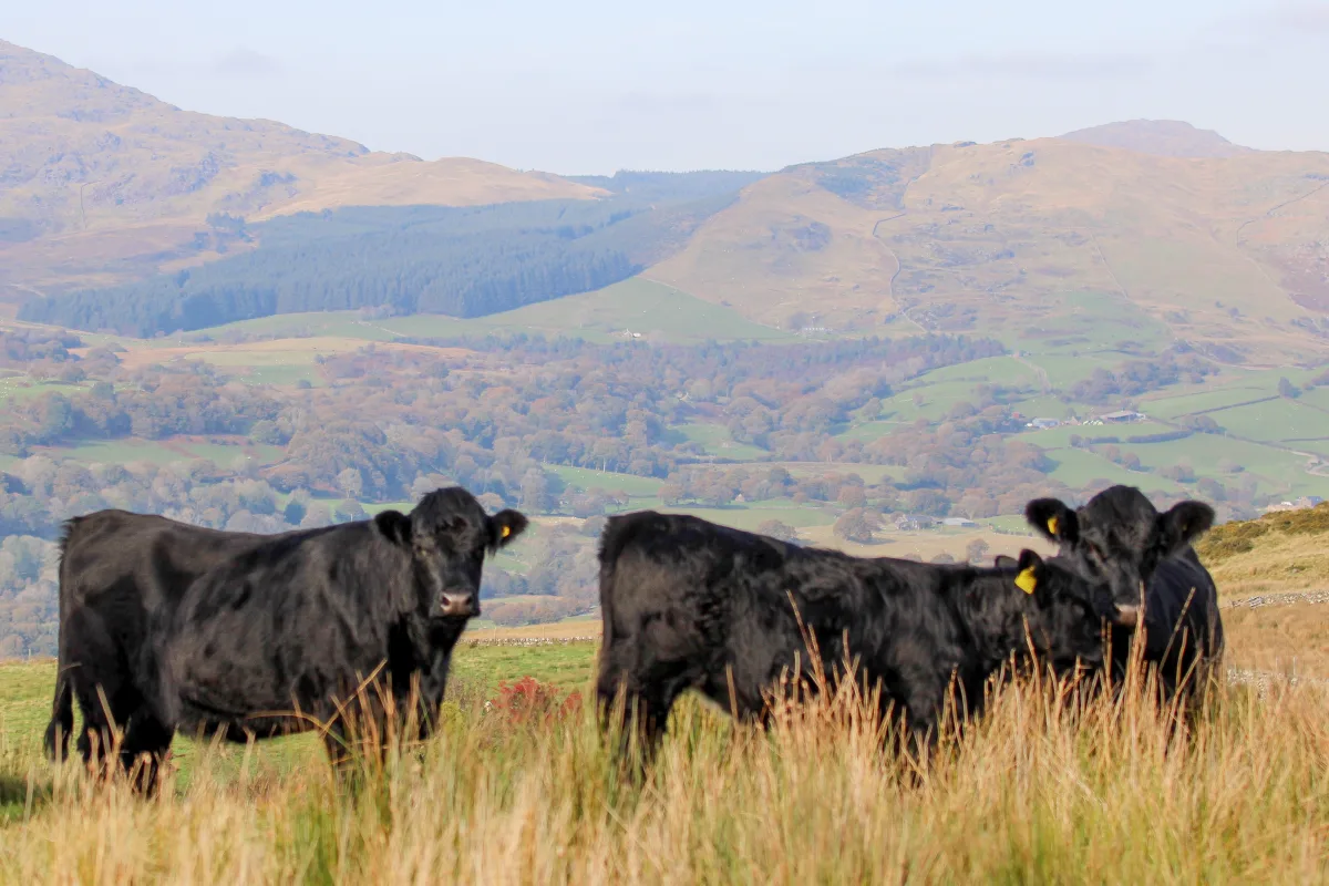Welsh Black