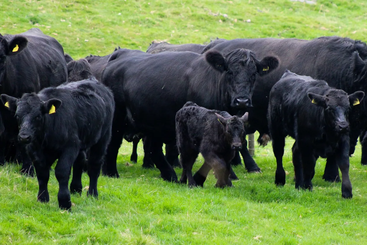 Welsh Black
