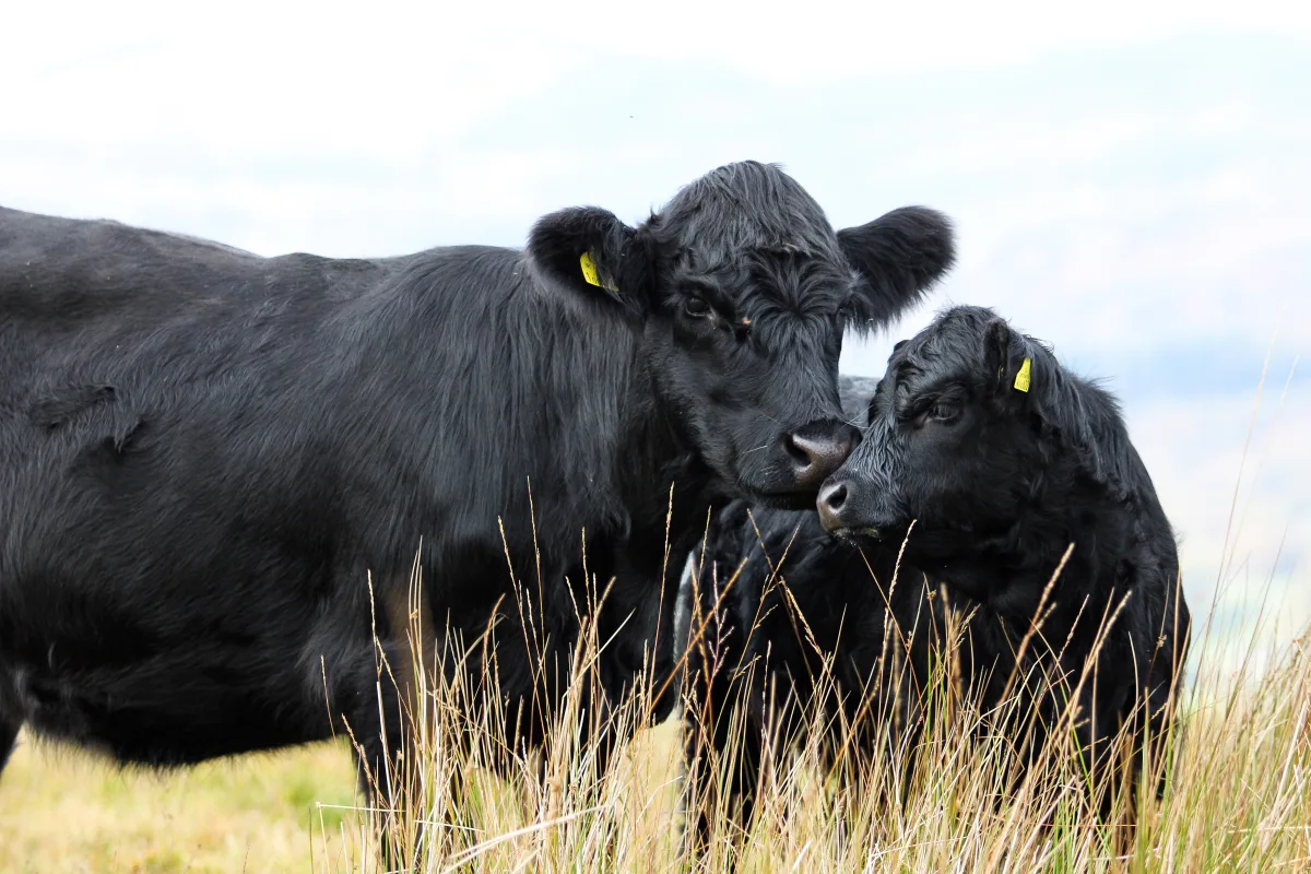 Welsh Black