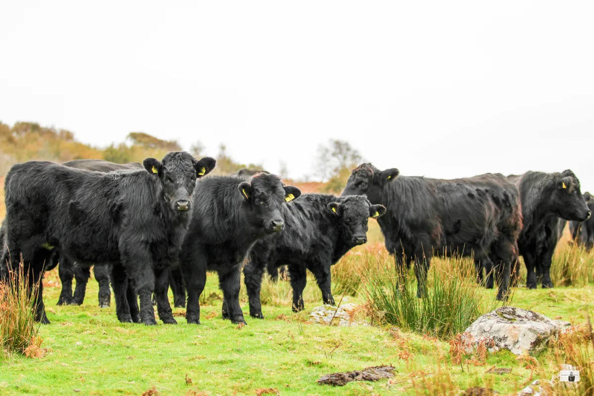 Welsh Black