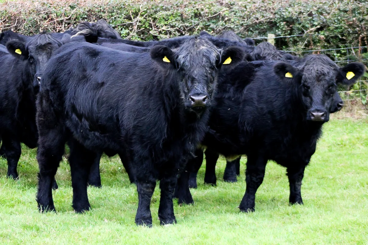 Welsh Black