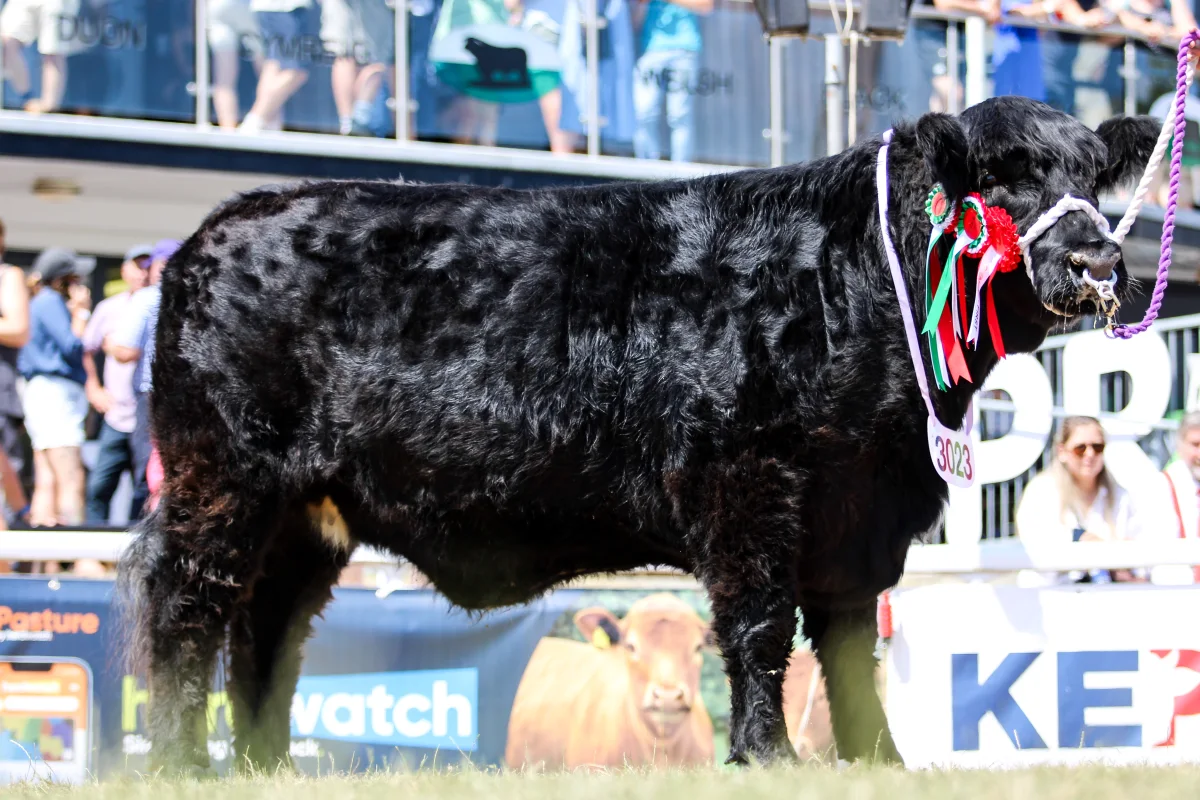 Welsh Black