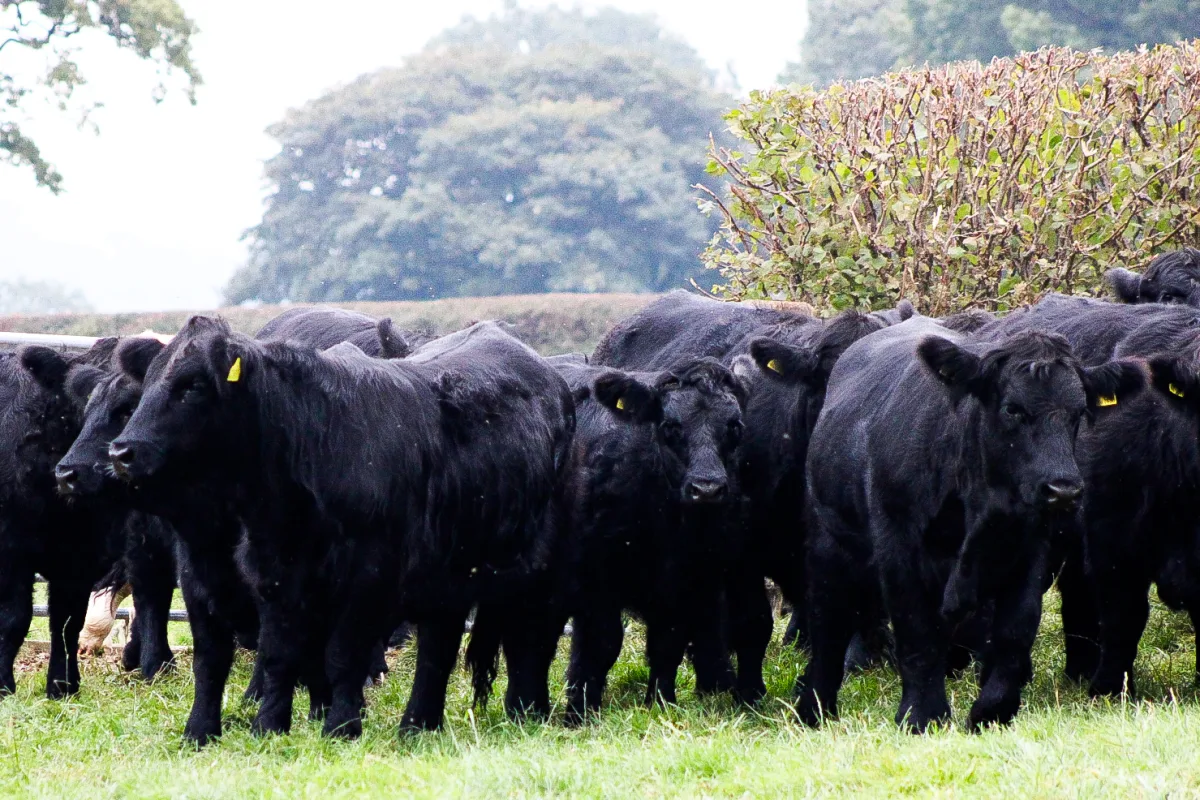Welsh Black